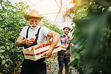 People harvesting vegetables in a greenhouse