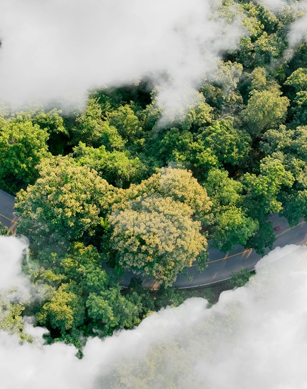 Green forest seen from above, framed by clouds