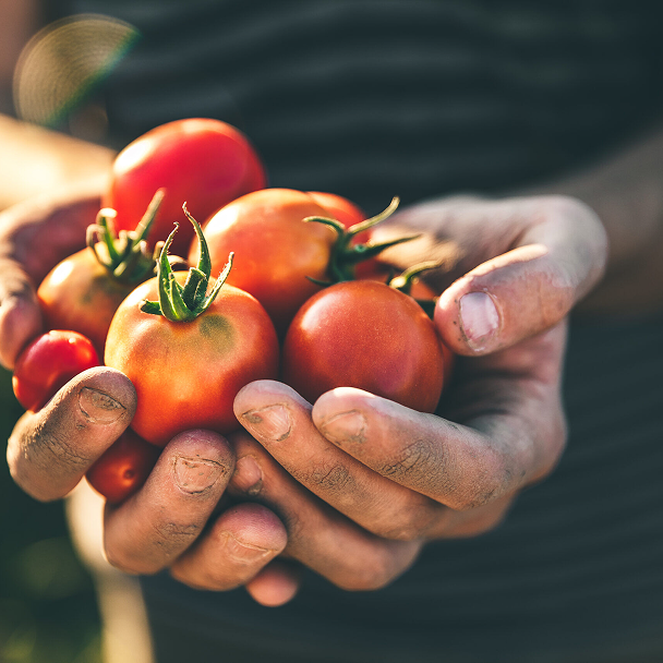 Freshly harvested tomatoes held in two hands