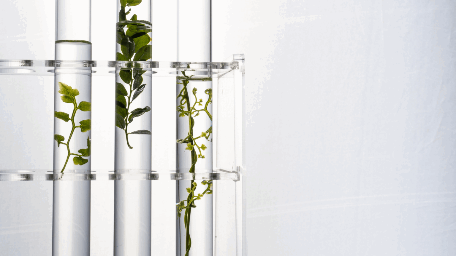 Plants growing in laboratory test tubes