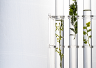 Plants growing in laboratory glassware