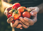 Freshly harvested tomatoes held in two hands